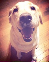 /album/%e3%83%95%e3%82%a9%e3%83%88%e3%82%ae%e3%83%a3%e3%83%a9%e3%83%aa%e3%83%bc%3a-%e3%83%81%e3%83%a9%e3%82%b7%e3%83%bb%e3%83%91%e3%83%b3%e3%83%95%e3%83%ac%e3%83%83%e3%83%88%e7%ad%89%e5%8d%b0%e5%88%b7%e7%89%a9%e6%8a%98%e3%82%8a%e5%8a%a0%e5%b7%a5/image-jpeg3/